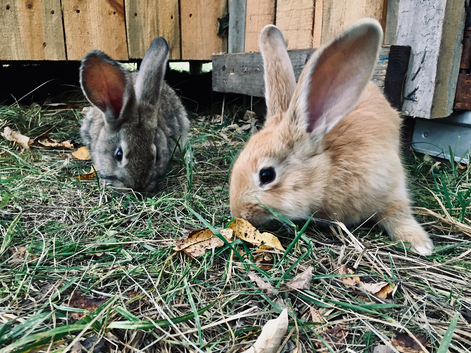 Impfungen Kaninchen