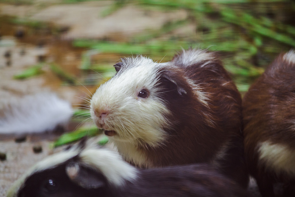Meerschweinchen